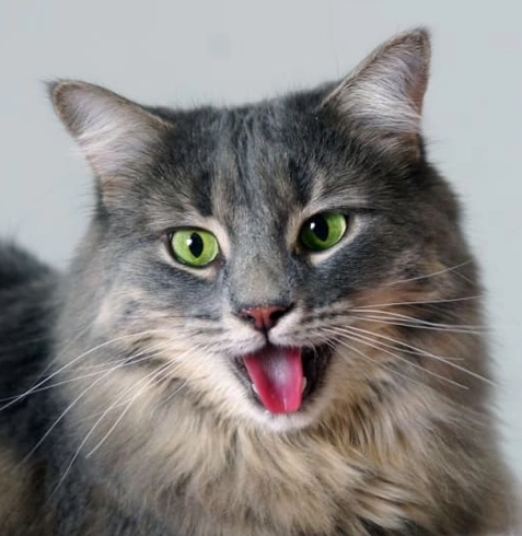 KEDİLERDE ZOR NEFES ALMA (DİSPNE)