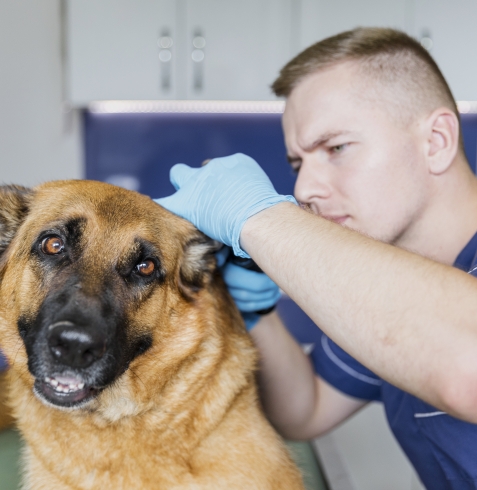 KÖPEKLERDE KULAK İLTİHABI