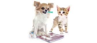 KEDİ VE KÖPEKLERDE AŞI TAKVİMİ